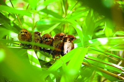 愿大地遍植绿色——万松浦自然之思