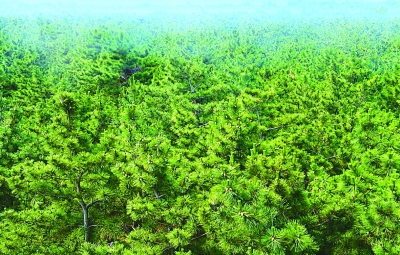 愿大地遍植绿色——万松浦自然之思